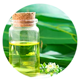 Ingredient Eucalyptus