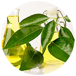 Ingredient Camphor