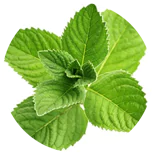 Ingredient Menthol